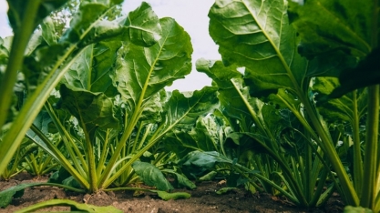 França vê redução no plantio de beterraba sacarina e aumento no de trigo