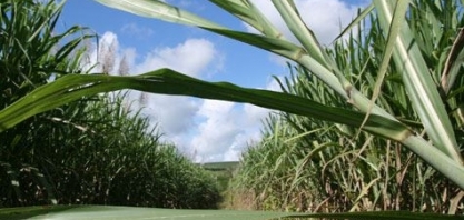 Produção de etanol cresce 35% no Estado