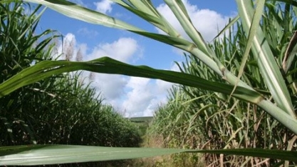 Produção de etanol cresce 35% no Estado