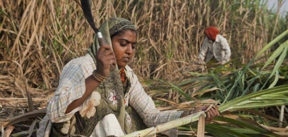 Brasil e Índia iniciam consultas da disputa do açúcar na OMC