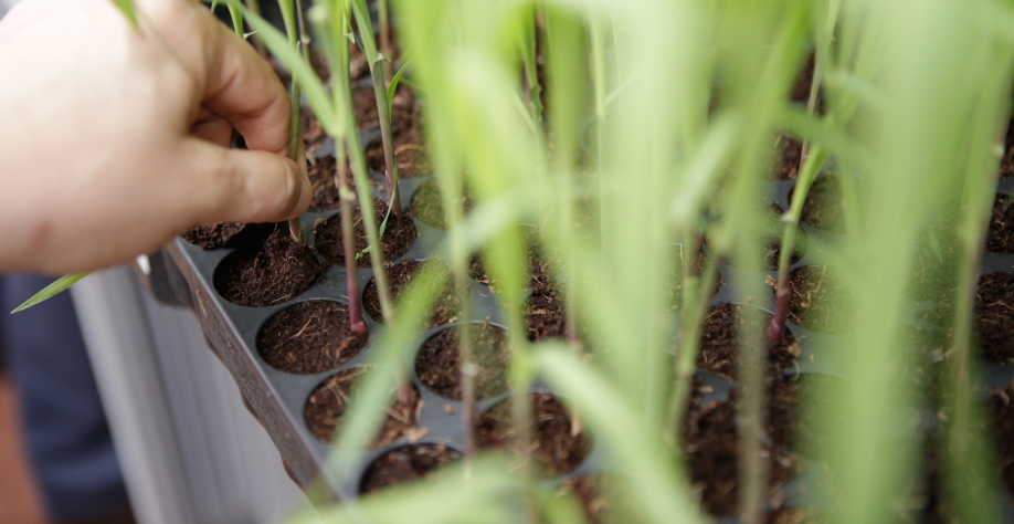 AgMusa™ é um sistema de alta tecnologia e excelência na formação de viveiros, que disponibiliza variedades nobres e de alta pureza genética.  Foto: Divulgação BAS