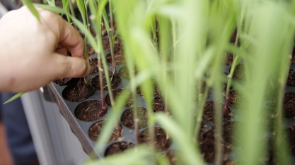 Formação de viveiros com mudas sadias garante excelência no cultivo de cana-de-açúcar por vários anos