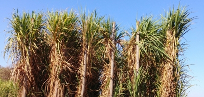 Biosev adota medidas que aumentam a qualidade do canavial