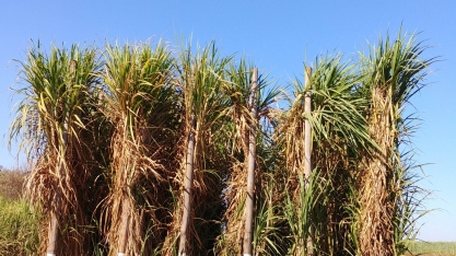 Biosev adota medidas que aumentam a qualidade do canavial