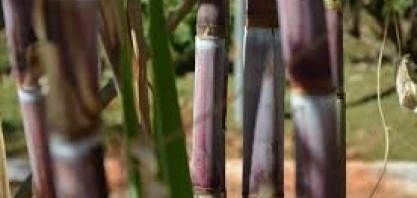 Plástico produzido com cana-de-açúcar brasileira pela Braskem já é usado por mais de 150 marcas no mundo 