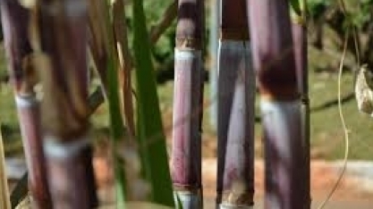 Plástico produzido com cana-de-açúcar brasileira pela Braskem já é usado por mais de 150 marcas no mundo