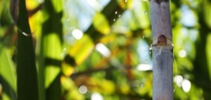 Software localiza genes de interesse na cana-de-açúcar