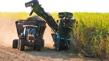 Com área maior, mas produtividade mais baixa, MS deve ter quase estabilidade na produção de cana, aponta Conab