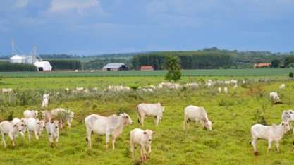 Em nove anos, pecuária ‘perde’ 3 milhões de hectares para a agricultura em MS, aponta governo
