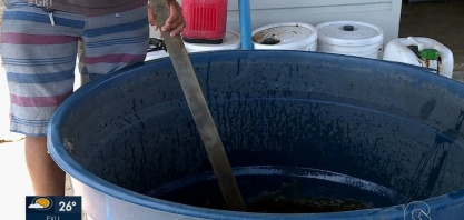 Produtores de frutas do Vale do S. Francisco utilizam melaço da cana-de-açúcar como adubo