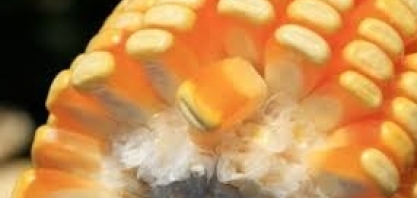 CONAB divulga pela primeira vez dados sobre a produção de etanol de milho