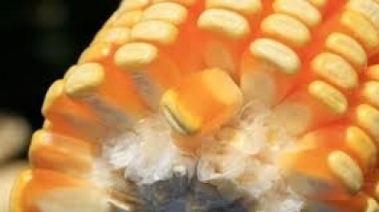 CONAB divulga pela primeira vez dados sobre a produção de etanol de milho