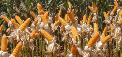 Conab: produção de etanol a partir do milho é tendência cada vez maior 