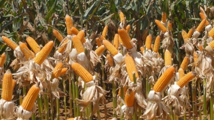 Conab: produção de etanol a partir do milho é tendência cada vez maior 