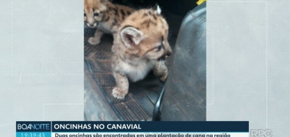 Duas oncinhas são encontradas em uma plantação de cana no Paraná