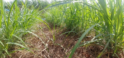 Não importa a idade do canavial, mas sim a sua produtividade