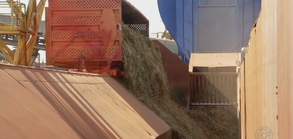 Produtores da região noroeste paulista estão otimistas com a safra da cana-de-açúcar