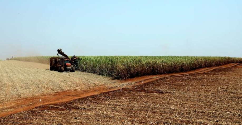 Colheitadeira em lavoura de cana-de-açúcar em Pradópolis, no Brasil 13/09/2018 REUTERS/Paulo Whitaker Foto: Reuters