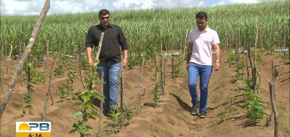 Paraíba Rural: veja as vantagens da técnica da rotatividade no plantio da cana-de-açúcar