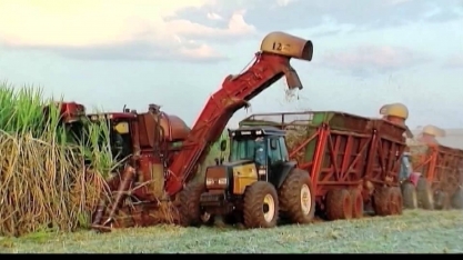 Corte mecanizado aumenta produtividade dos canaviais na Usina Coruripe, em Alagoas