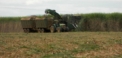 Cultivo de cana-de-açúcar entra como opção em solos arenosos