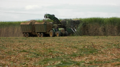 Cultivo de cana-de-açúcar entra como opção em solos arenosos