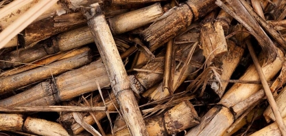 Biomassa pode reduzir escassez energética