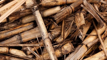Biomassa pode reduzir escassez energética