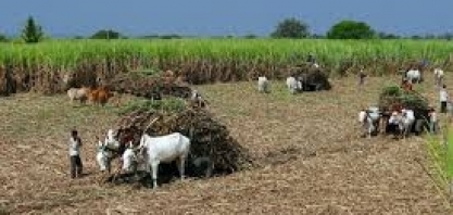 Açúcar/índia: produção cresce 3% até 30 de abril e deve finalizar 2018/19 com alta de 1,5% 