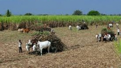 Açúcar/índia: produção cresce 3% até 30 de abril e deve finalizar 2018/19 com alta de 1,5% 