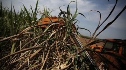 Usinas do Brasil devem reduzir alocação de cana para produção de açúcar