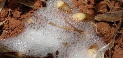 Estudo mostra as funções da espuma produzida pela cigarrinha-das-raízes