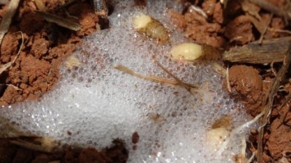 Estudo mostra as funções da espuma produzida pela cigarrinha-das-raízes