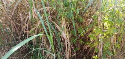 Acontece esta semana em Ribeirão Preto o 18º Herbishow