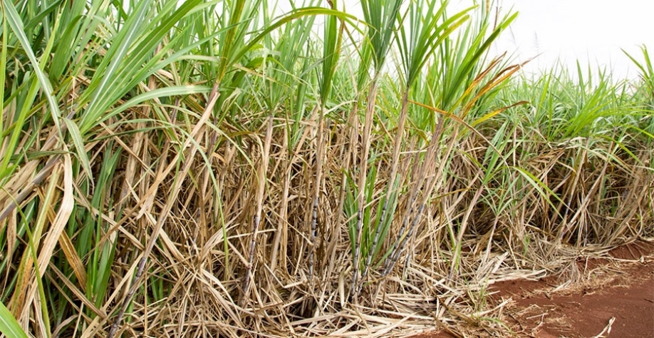 Estudo observa necessidade hídrica da cana na região de Araçatuba (SP) (Crédito: Gerhard Waller)