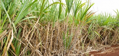 Estudo foi publicado na principal revista da área de recursos hídricos do mundo