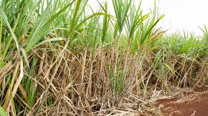 Estudo foi publicado na principal revista da área de recursos hídricos do mundo