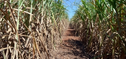 VPA do Estado de São Paulo em 2018 tem crescimento em soja, café e milho