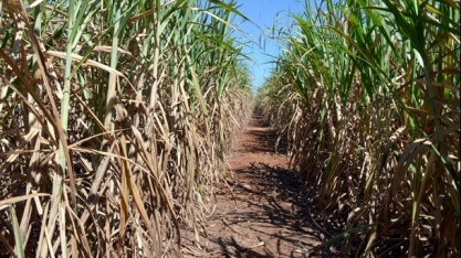 VPA do Estado de São Paulo em 2018 tem crescimento em soja, café e milho