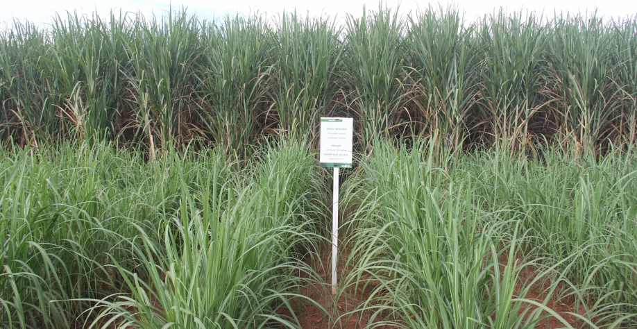 Canavial com Plene Emerald plantado em 24/01/2019, com a variedade CTC- 4