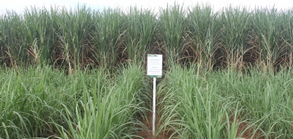 Syngenta apresenta canavial formado com Plene Emerald, as sementes artificiais de cana. O plantio será semelhante ao de grãos
