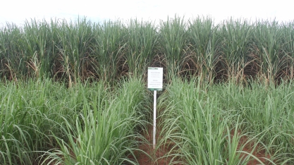 Syngenta apresenta canavial formado com Plene Emerald, as sementes artificiais de cana. O plantio será semelhante ao de grãos