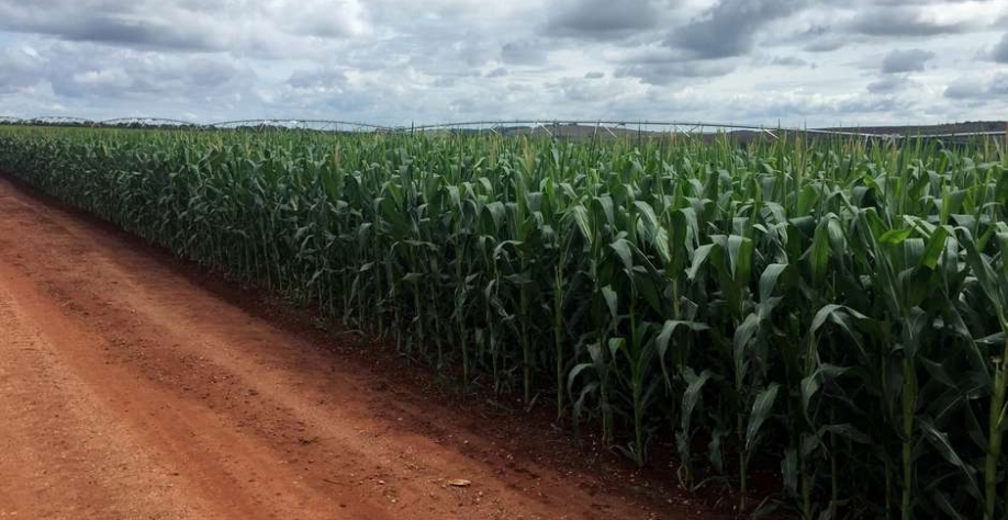 Plantio de milho na fazenda Cercado Grande 01/04/2018 REUTERS/Marcelo Teixeira Foto: Reuters