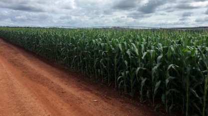 Indústria de etanol de milho do brasil avança com produção do cereal próxima a 100 mi t