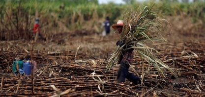 Produtores da Tailândia trocam açúcar pela mandioca