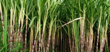 Andamento da safra 2019/20