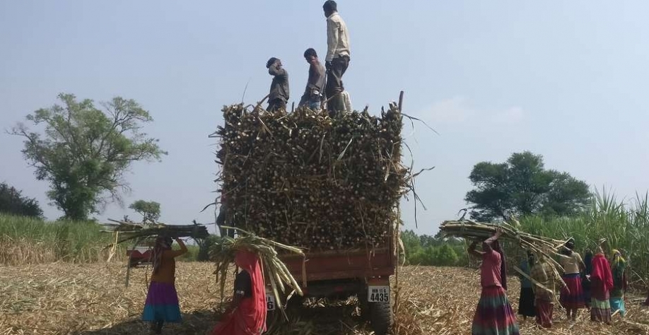 Workers load harvested sugarcane onto a trailer in a field in Gove village in the western state of Maharashtra, India, November 10, 2018. Picture taken November 10, 2018. REUTERS/Rajendra Jadhav Foto: Reuters