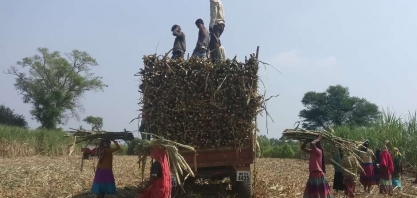 Produção de açúcar da Índia deve cair em 3 mi t em 2019/20, diz ISO 