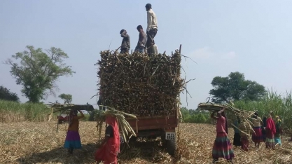 Produção de açúcar da Índia deve cair em 3 mi t em 2019/20, diz ISO 