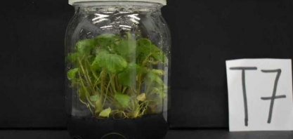 Biocarvão melhora desenvolvimento de mudas ‘in vitro’